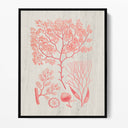 Algae I