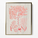 Algae I