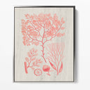 Algae I