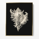 Inner Shell I