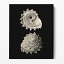 Inner Shell II