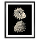 Inner Shell II