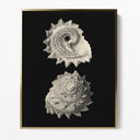 Inner Shell II