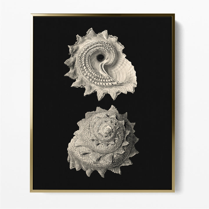 Inner Shell II