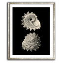 Inner Shell II