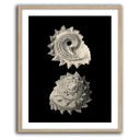 Inner Shell II