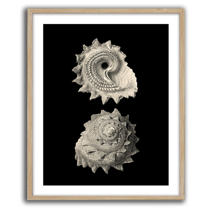 Inner Shell II