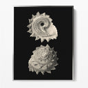 Inner Shell II