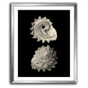 Inner Shell II