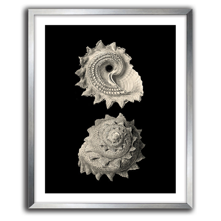 Inner Shell II