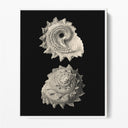 Inner Shell II