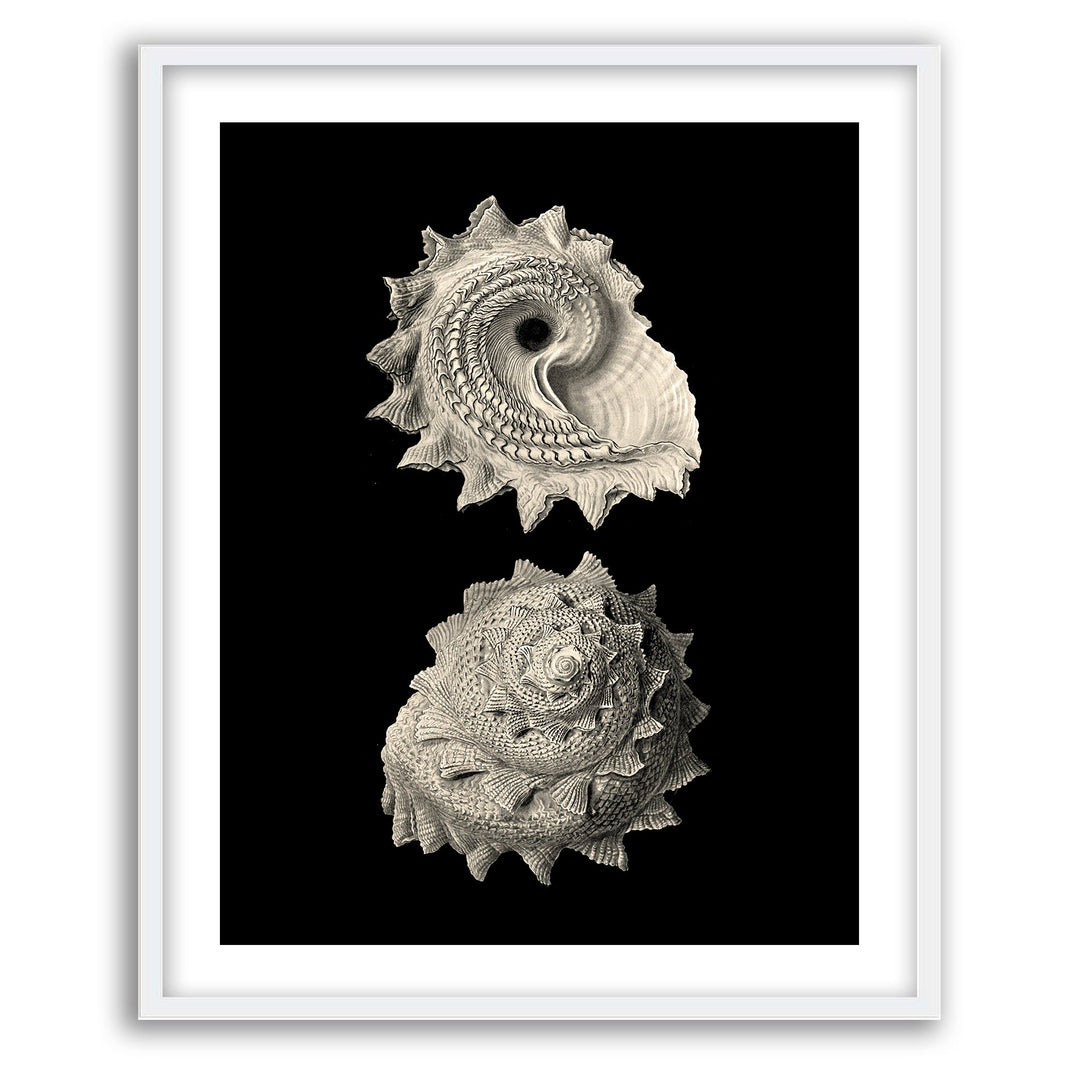 Inner Shell II