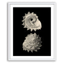 Inner Shell II