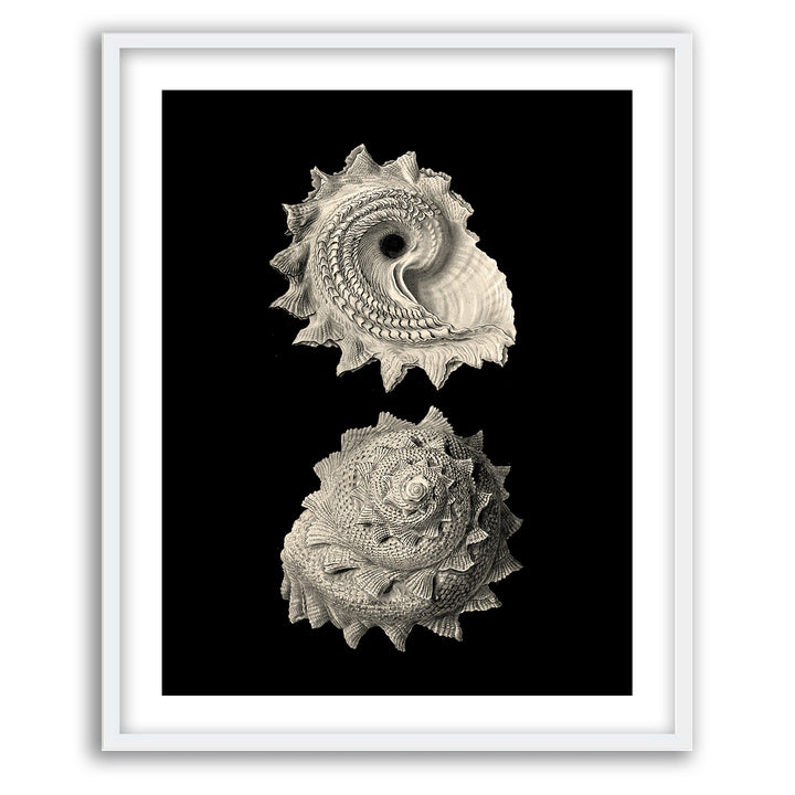 Inner Shell II