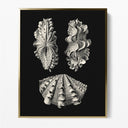 Inner Shell III