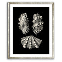Inner Shell III