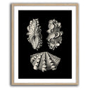 Inner Shell III