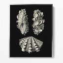 Inner Shell III