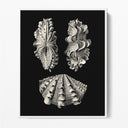 Inner Shell III