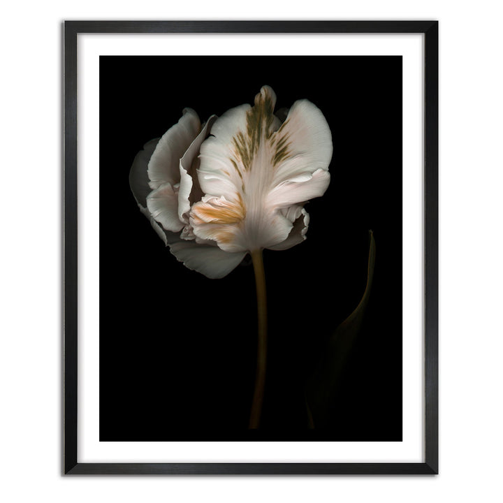 Romance II