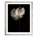 Romance II