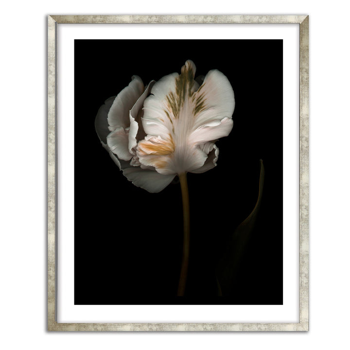 Romance II