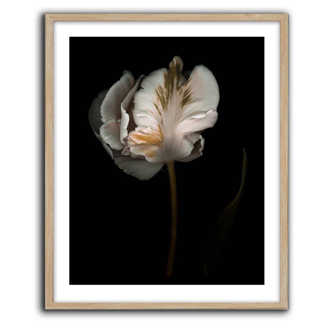 Romance II