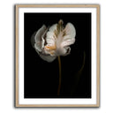 Romance II