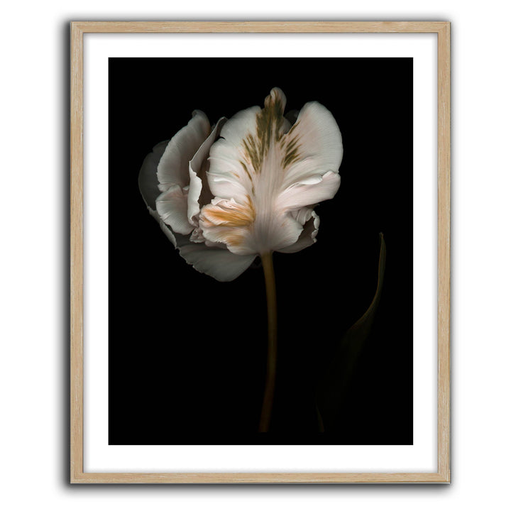 Romance II