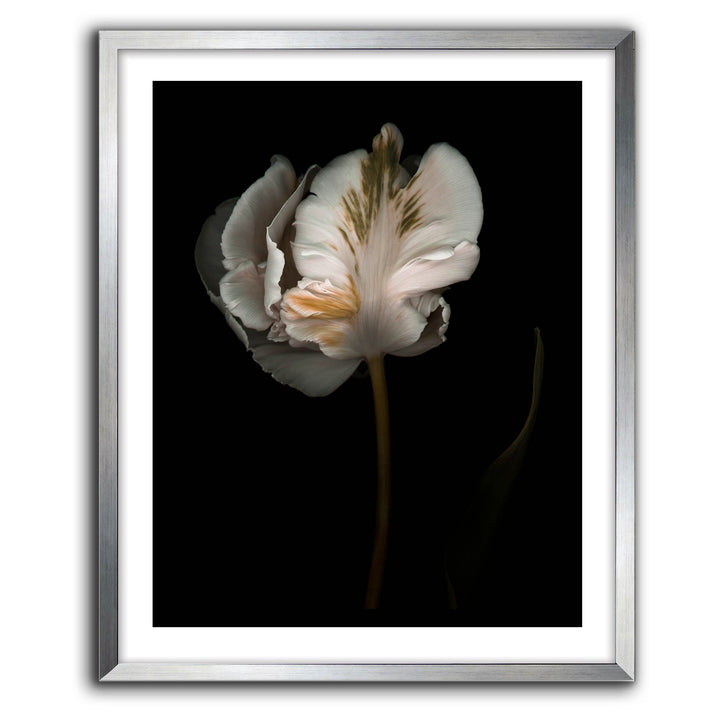 Romance II