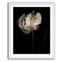 Romance II